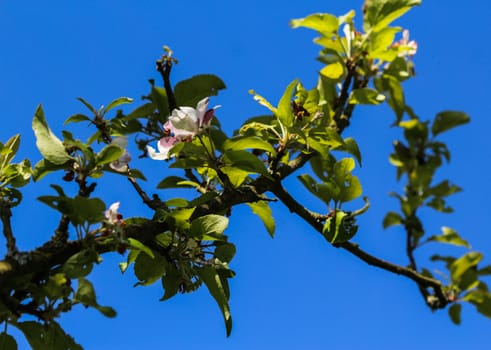 close up of European crab apple (Malus sylvestris) tree flower, blooming in spring