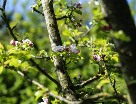 close up of European crab apple (Malus sylvestris) tree flower, blooming in spring