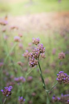 The background image of the colorful flowers, background nature