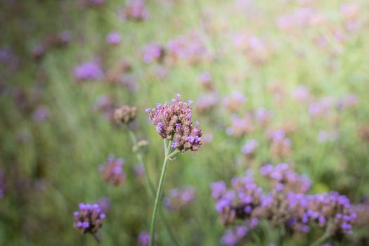 The background image of the colorful flowers, background nature