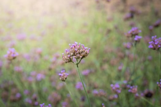 The background image of the colorful flowers, background nature