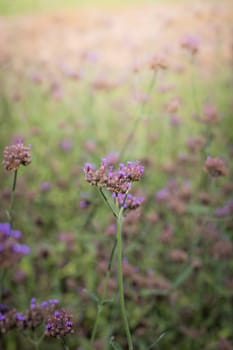 The background image of the colorful flowers, background nature