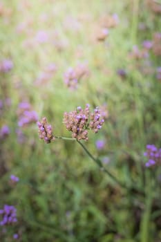 The background image of the colorful flowers, background nature