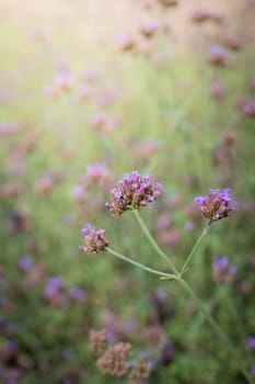 The background image of the colorful flowers, background nature