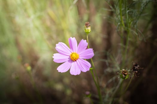 The background image of the colorful flowers, background nature