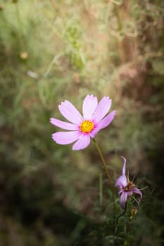 The background image of the colorful flowers, background nature