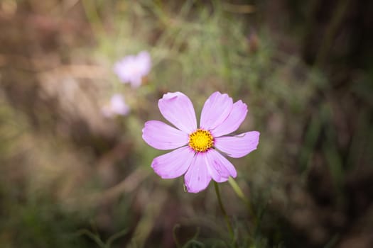 The background image of the colorful flowers, background nature