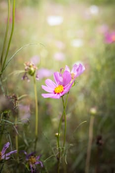 The background image of the colorful flowers, background nature