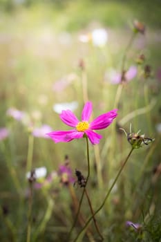 The background image of the colorful flowers, background nature