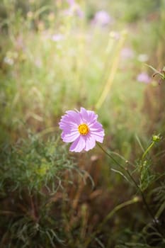 The background image of the colorful flowers, background nature