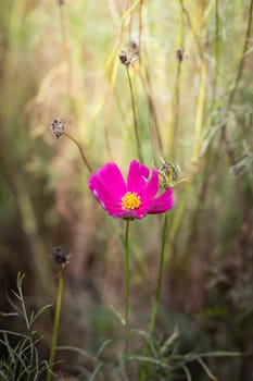 The background image of the colorful flowers, background nature