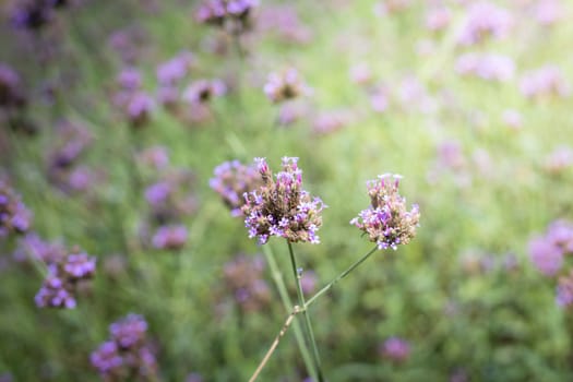 The background image of the colorful flowers, background nature