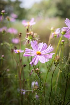 The background image of the colorful flowers, background nature