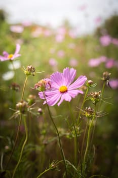 The background image of the colorful flowers, background nature