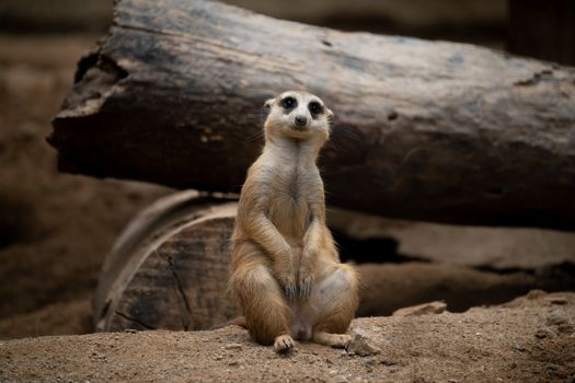 cute meerkat ( Suricata suricatta ) sitting on the ground  