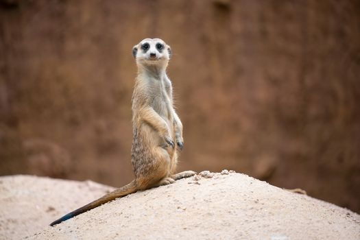 cute meerkat ( Suricata suricatta ) standing on the rock  