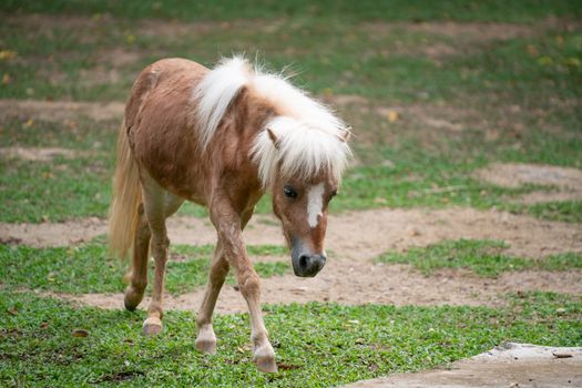 miniature horses eat grass in the pasture