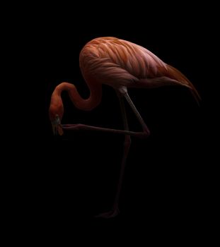 american flamingo bird (Phoenicopterus ruber) in dark background
