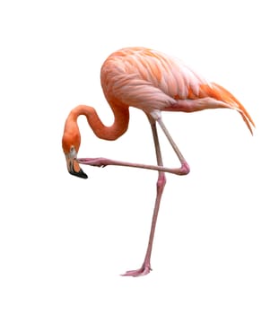 american flamingo bird (Phoenicopterus ruber) isolated on white background