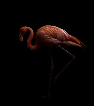 american flamingo bird (Phoenicopterus ruber) in dark background