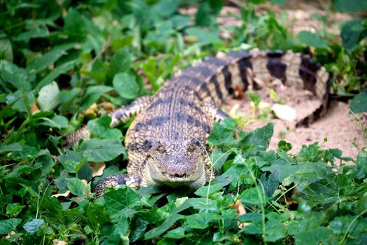 small crocodile hiding in green grass near the river