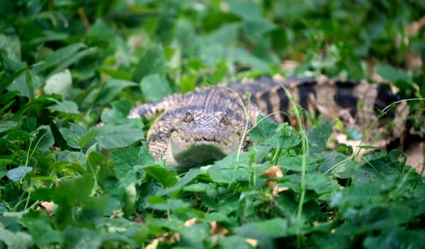 small crocodile hiding in green grass near the river