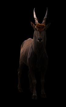 common eland (Taurotragus oryx) standing in dark background