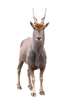 common eland (Taurotragus oryx) isolated on white background