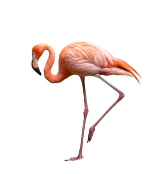 american flamingo bird (Phoenicopterus ruber) isolated on white background