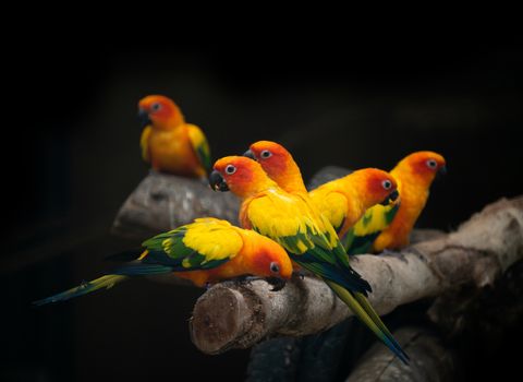 group of sunconure parrot bird on the perch in dark background