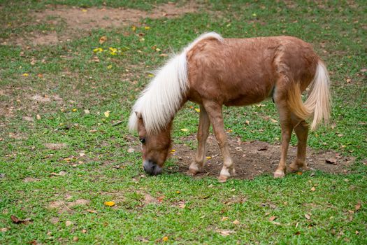 miniature horses eat grass in the pasture