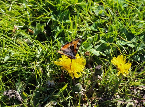 close up of European peacock butterfly (aglais io) on dandelion flower