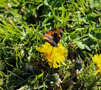 close up of European peacock butterfly (aglais io) on dandelion flower