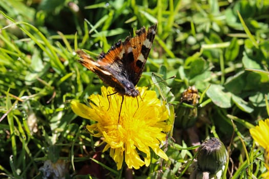 close up of European peacock butterfly (aglais io) on dandelion flower