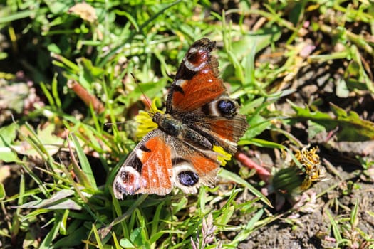 close up of European peacock butterfly (aglais io) on dandelion flower