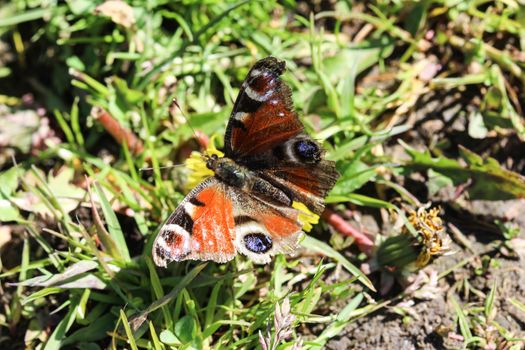 close up of European peacock butterfly (aglais io) on dandelion flower