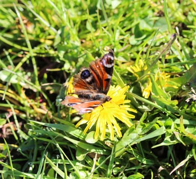 close up of European peacock butterfly (aglais io) on dandelion flower