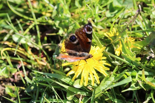 close up of European peacock butterfly (aglais io) on dandelion flower