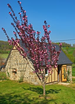 Tree blooming with pink flowers in front of small stone house