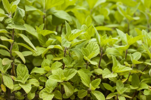 Little mint grows in nature. Spearmint herb leaves. Summer season peppermint plant background