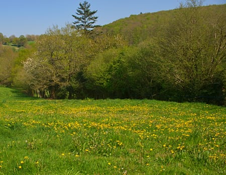 Empty field with blooming dandelions and trees around