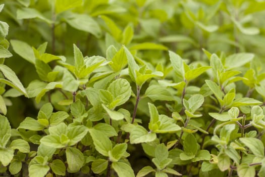 Little young mint grows in nature. Spearmint herb leaves. Summer season peppermint plant background