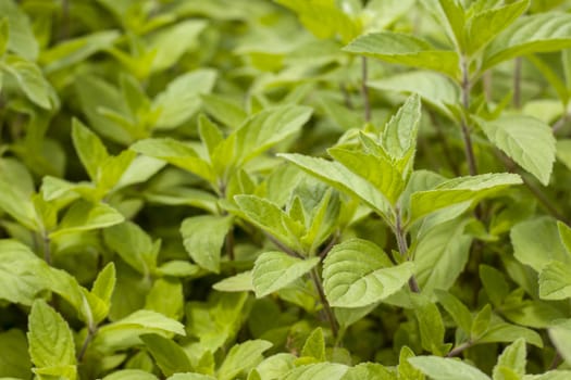 Many mint grows in nature. Spearmint herb leaves. Summer season peppermint plant background
