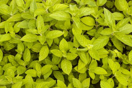 Mint grows background. Spearmint herb leaves. Summer season peppermint plant