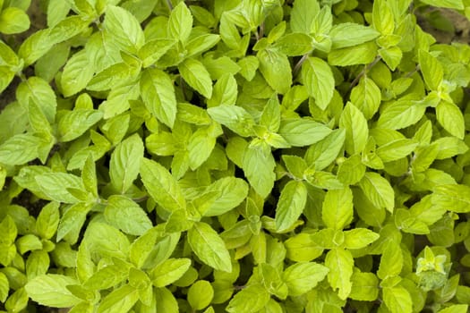Mint grows in nature background. Spearmint herb leaves. Summer season peppermint plant