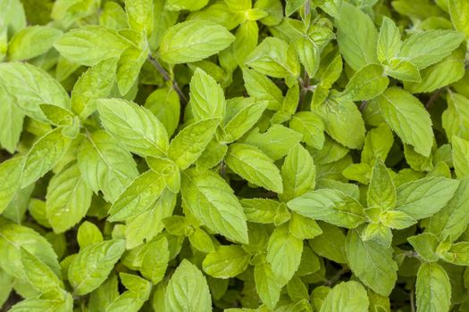 Mint leaves natural background. Spearmint herb. Summer season peppermint plant