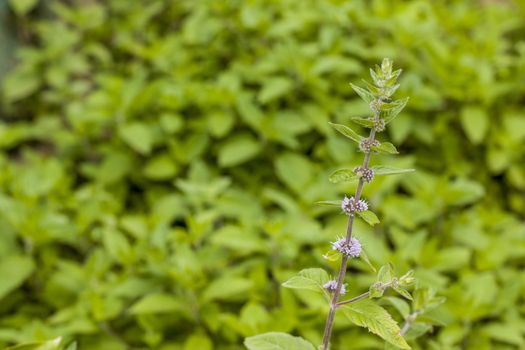 Mint plant with seeds. Spearmint herb leaves. Summer season peppermint plant background
