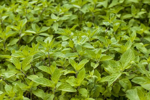 Mint plantation natural background. Spearmint herb leaves. Summer season peppermint plant background