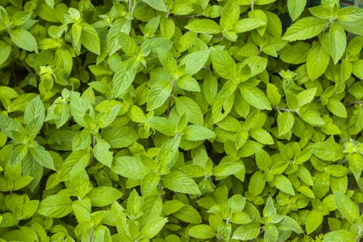 Mint grows in nature background. Spearmint herb leaves. Summer season peppermint plant