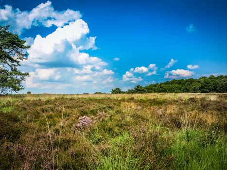 Field ar meadow with trees and blue sky at summer